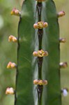 Euphorbia heterochroma Maktau to Voi GPS185 z 2012 Kenya 2014_1830.jpg